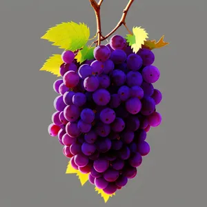 Vibrant Harvest: Ripe Grapes in a Vineyard