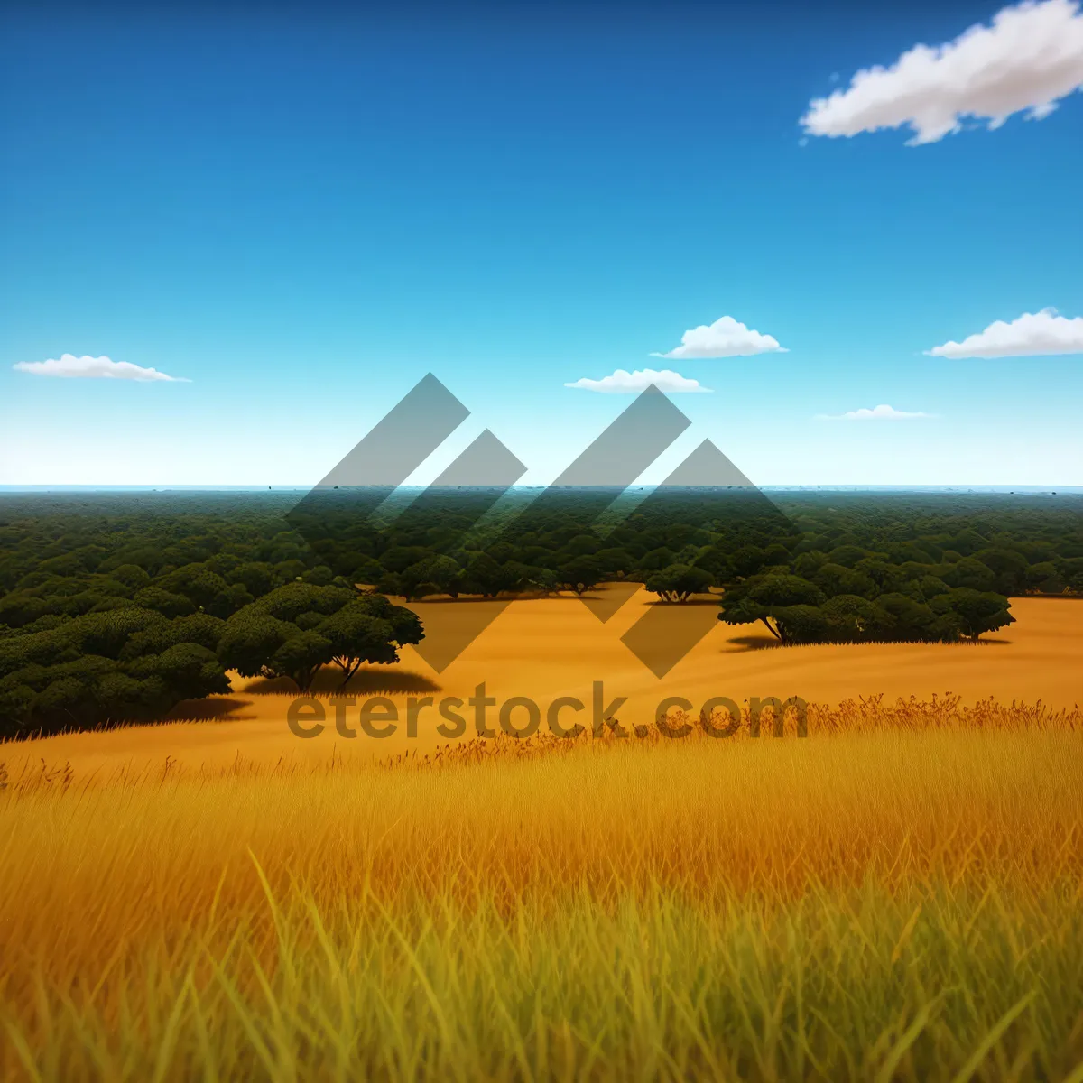 Picture of Golden Wheat Field Under Clear Blue Sky