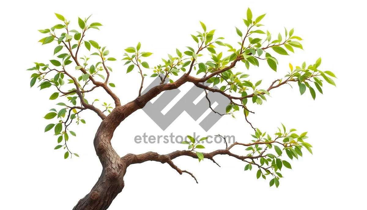 Picture of Silhouette of tree branches against summer forest backdrop