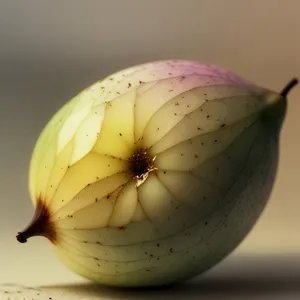 Fresh Organic Onion Bulb Harvested for Vegetarian Food