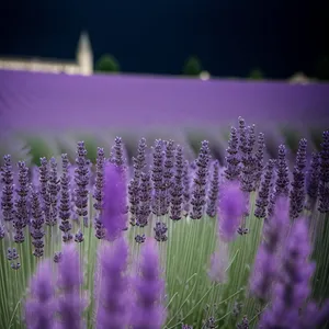 Lavender Blooming in Countryside Field