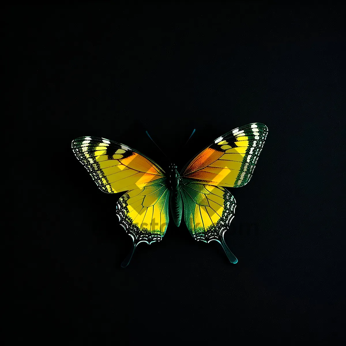 Picture of Vibrant Monarch Butterfly Perched on Viola Flower