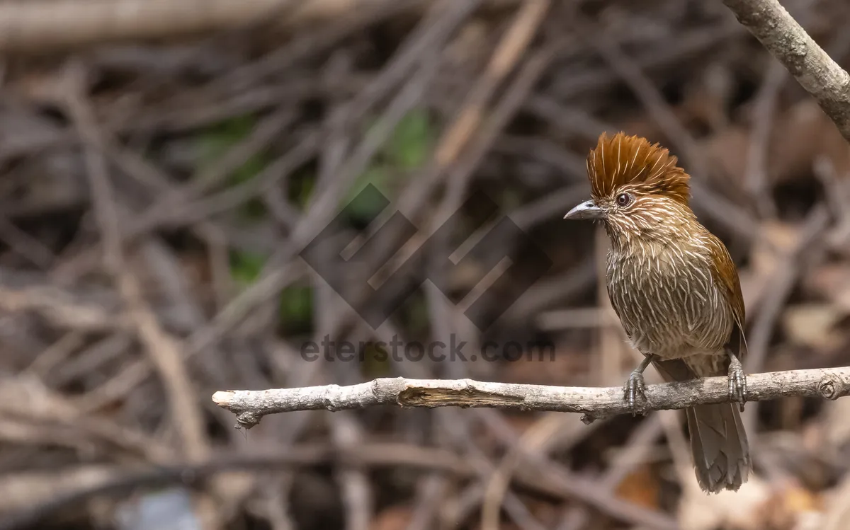 Picture of Cute little wild bird with brown feathers in garden