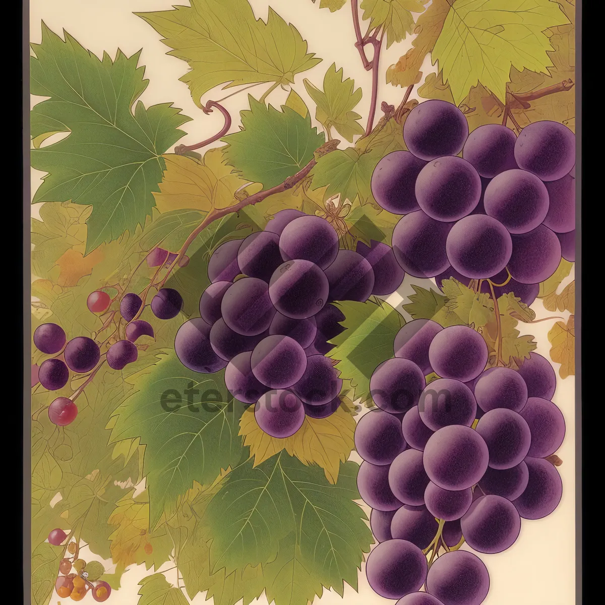 Picture of Autumn Harvest: Purple Grape Cluster in Vineyard