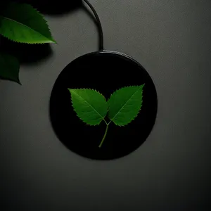 Green Clover Seedling Leaf with Decorative Plant