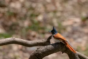 Brown bird with wing on tree branch.