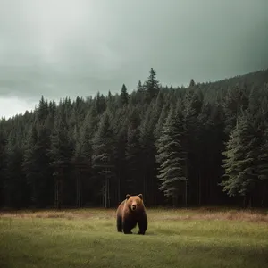 Rural Landscape with Bison Grazing in Meadow