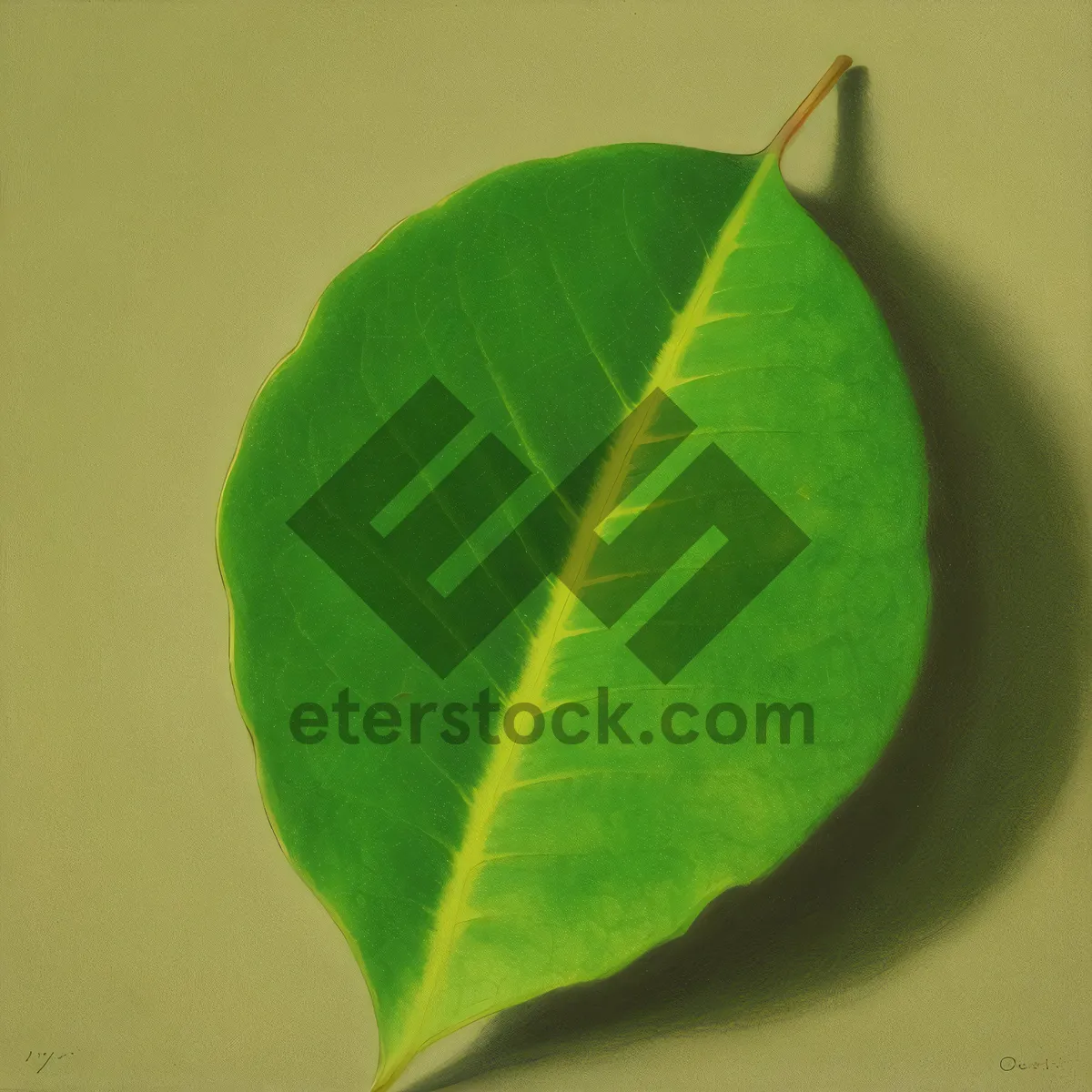 Picture of Vibrant Fig Tree Leaf in Summer Garden