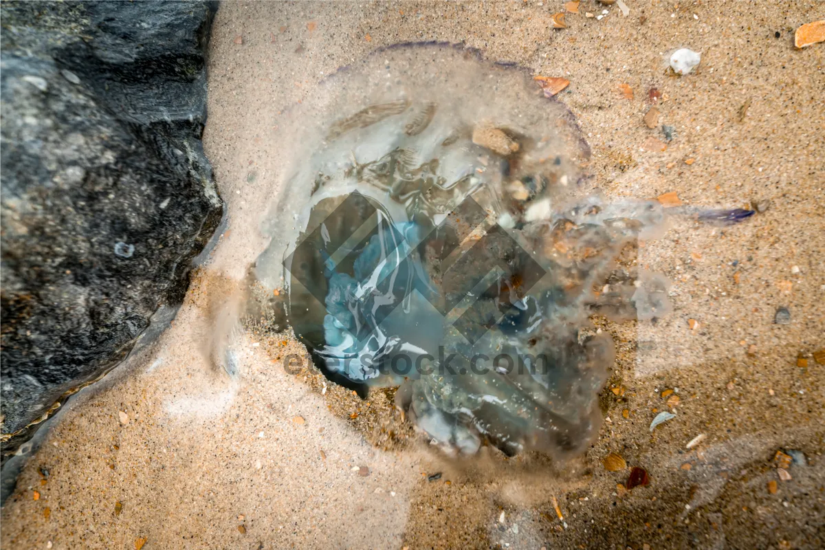 Picture of Ocean Sand Texture with Horseshoe Crab and Sea Squirt