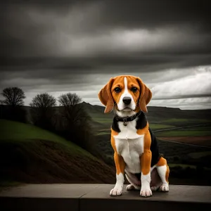 Adorable Beagle Puppy - Purebred Foxhound Terrier