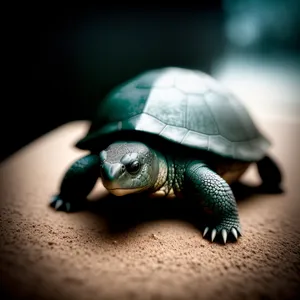 Slow and Steady: Adorable Turtle in its Protective Shell