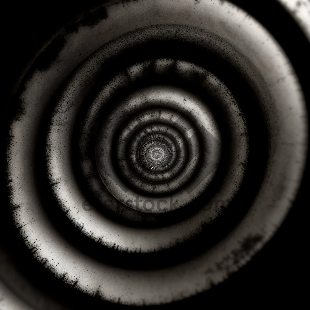 Picture of Coil Structure - Spiraling Shell Image