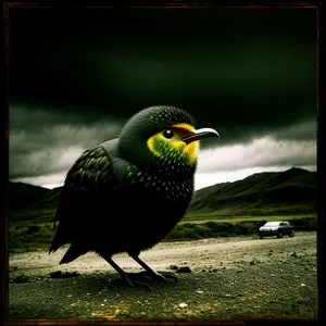 Vibrant Starling Bird with Yellow Eye and Feathers