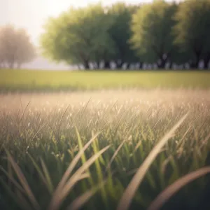 Golden Harvest: Wheat Field in Rural Landscape