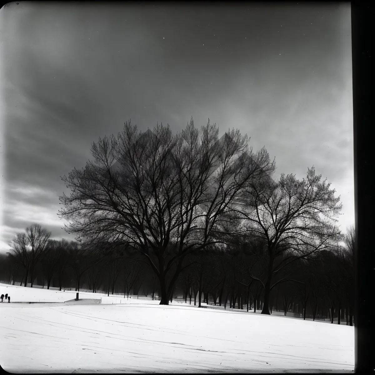 Picture of Frosty Winter Landscape with Snow-Covered Trees.