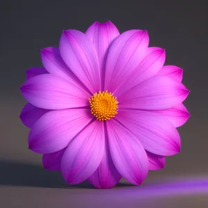 Bright Pink Daisy Blossom in Summer Garden