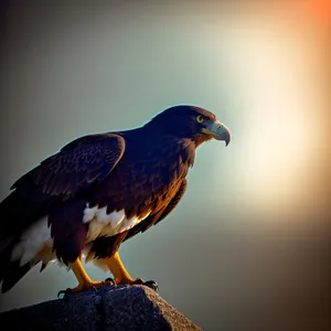Feathered Fury: Majestic Bird of Prey Soars