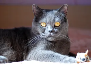 Pretty Gray Tabby Cat with Cute Whiskers