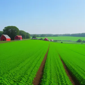 Vast Horizon: Serene countryside meadow under a clear sky