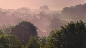Early morning mist between hills with blooming heather and young trees during the golden light of the sunrise, arial view dutch landscape