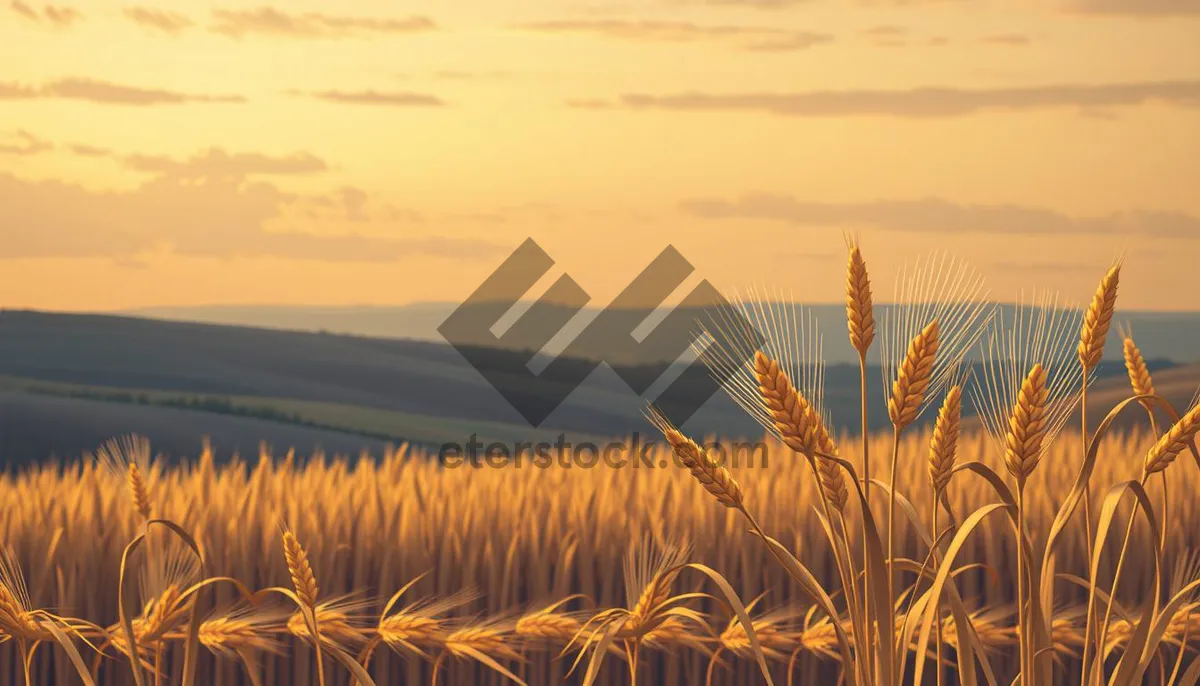 Picture of Summer wheat field under sunny sky