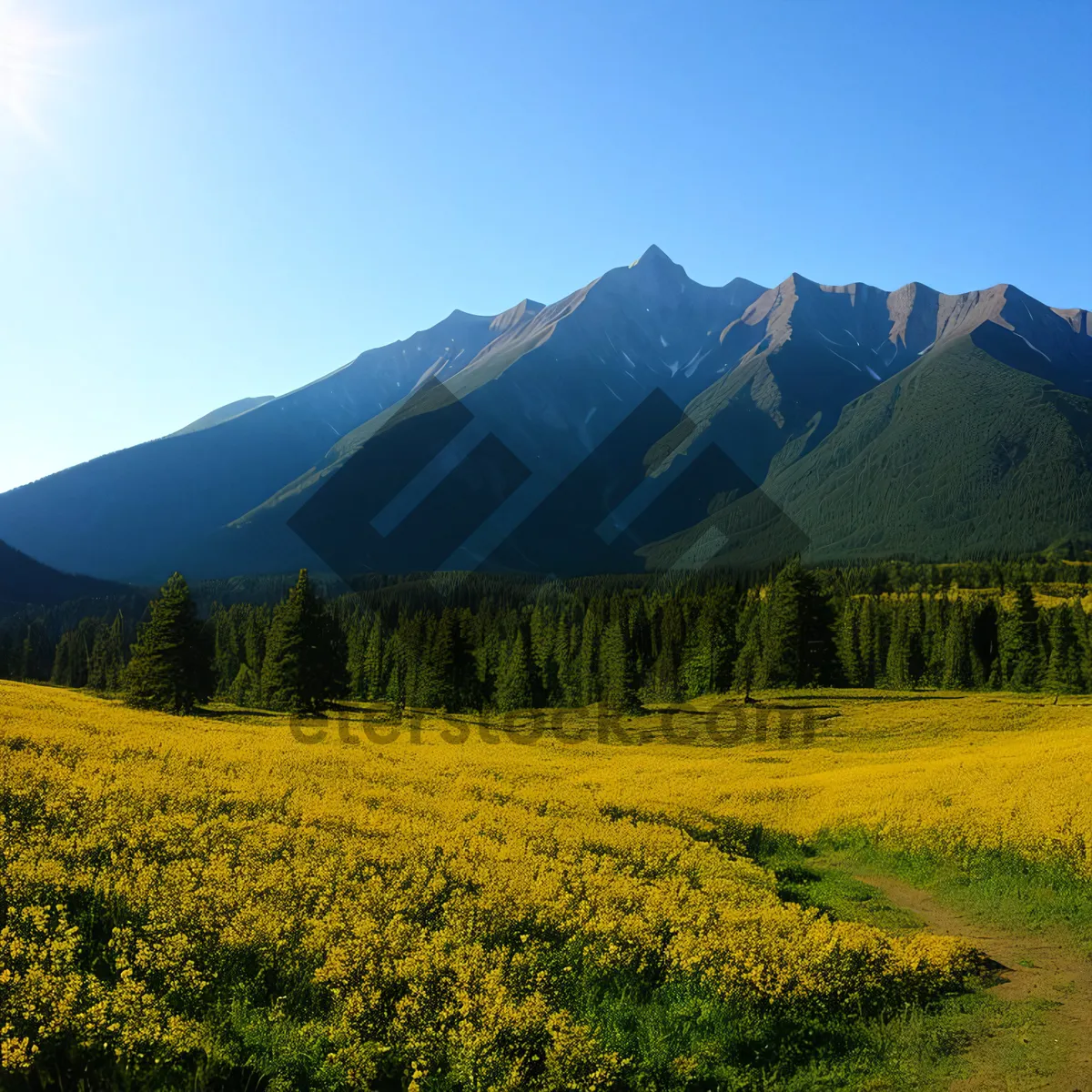 Picture of Highland Landscape with Sunny Meadow and Yellow Mustard Field