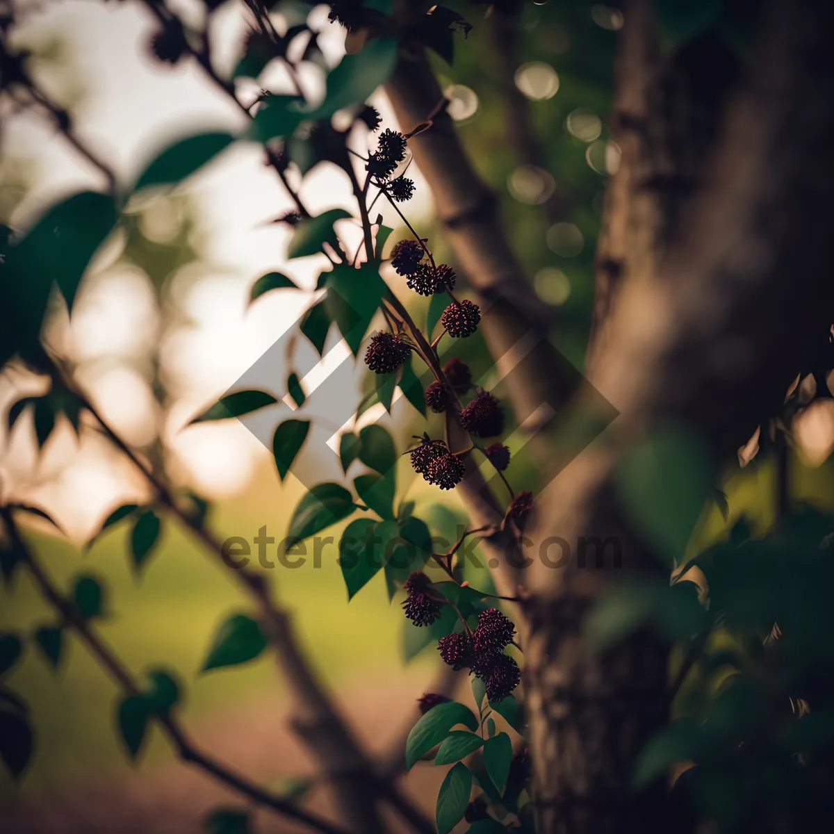 Picture of Autumnal Pepper Tree Branch with Yellow Foliage