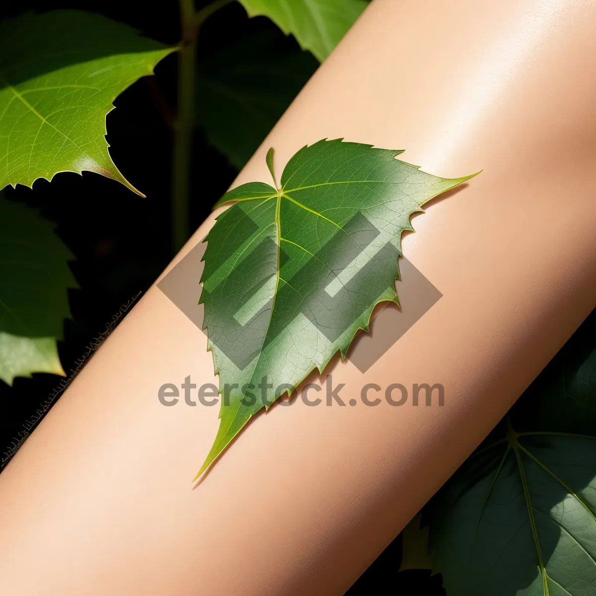 Picture of Lush Maple Leaf in Summer Forest