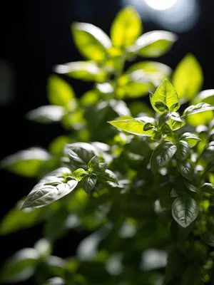 Fresh Tea Tree with Vibrant Leaves