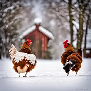 Farm hen with vibrant feathers and beak.