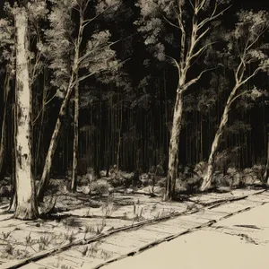 Winter Wonderland Birch Forest