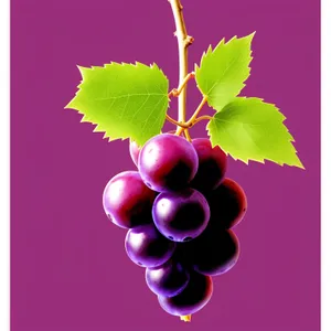 Ripe Grape Bunch Art - Farm Fresh Vineyard Decoration