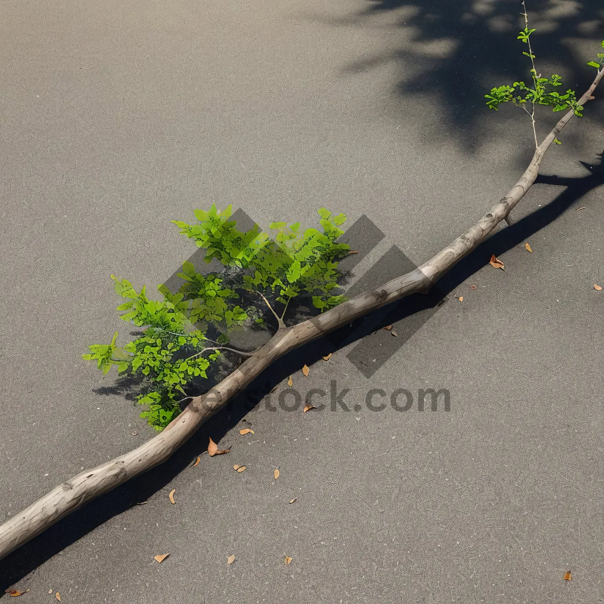 Picture of Serene beachscape with wooden walking stick and insect