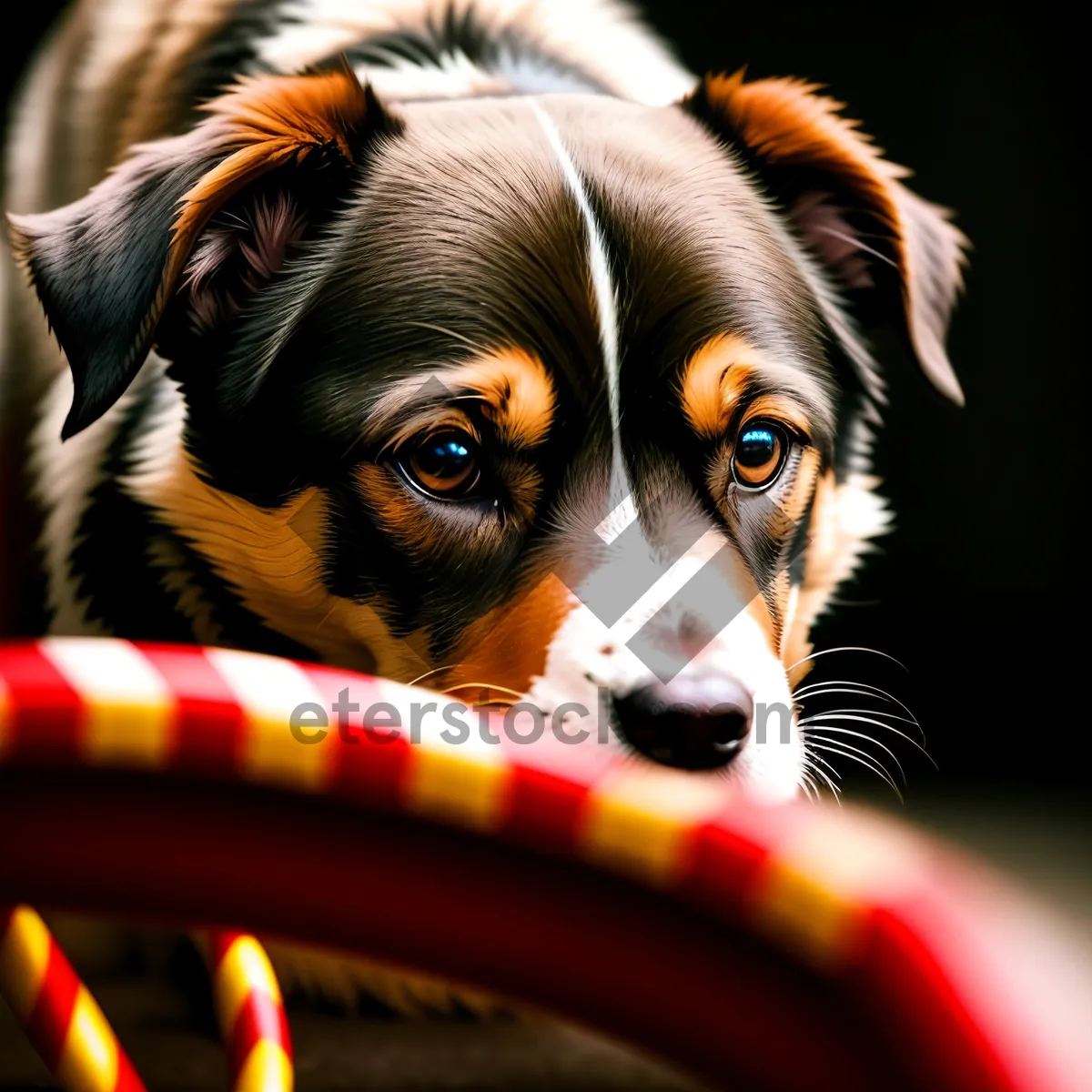 Picture of Adorable Border Collie Puppy Portrayed in Studio