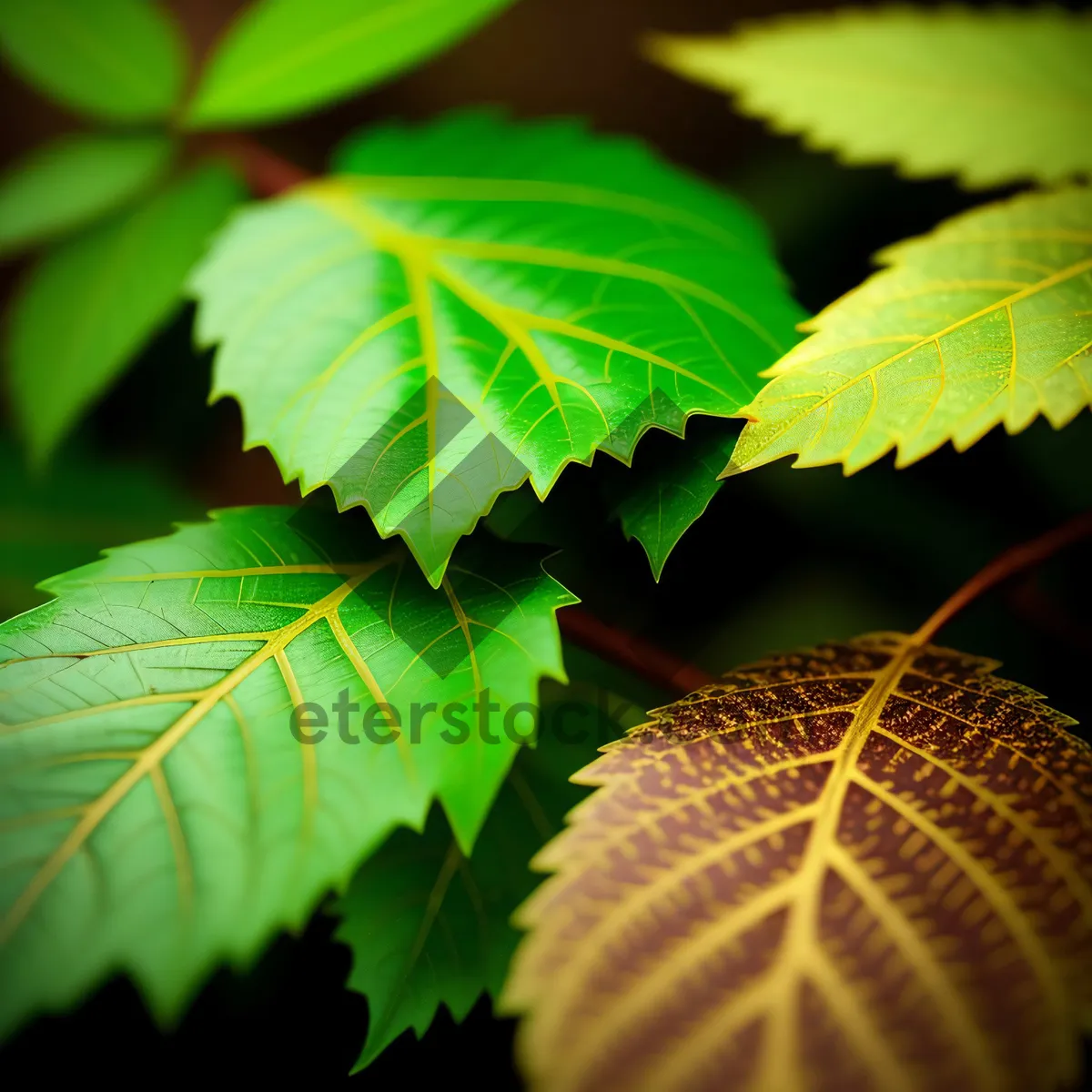 Picture of Vibrant Leaves in Sunlit Forest