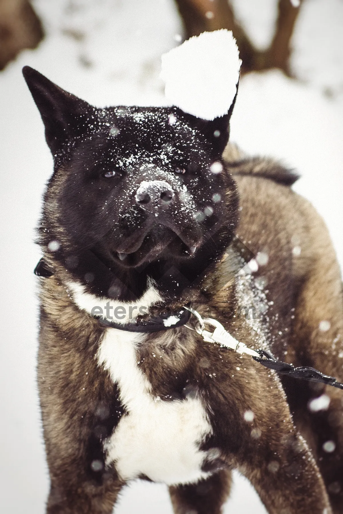 Picture of Brown Shepherd Dog with Cute Black Muzzle Portrait