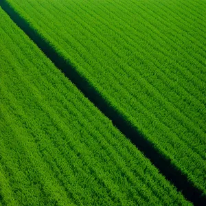 Green grass meadow texture pattern backdrop.