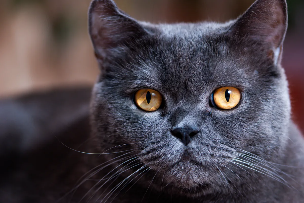 Picture of Pretty Gray Kitten with Curious Eyes and Whiskers