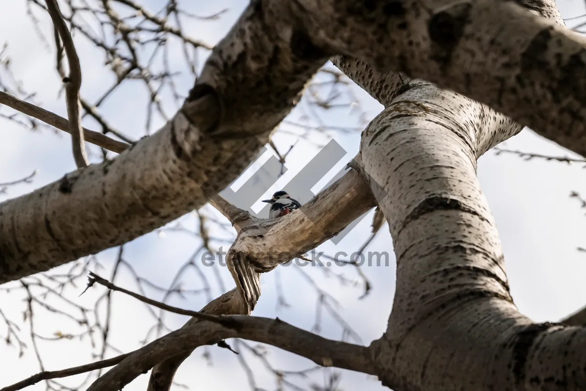 Picture of Outdoor Park Landscape with Wooden Tree Branches and Sky