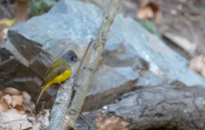 Warbler bird perched on tree branch with feathers ruffled.