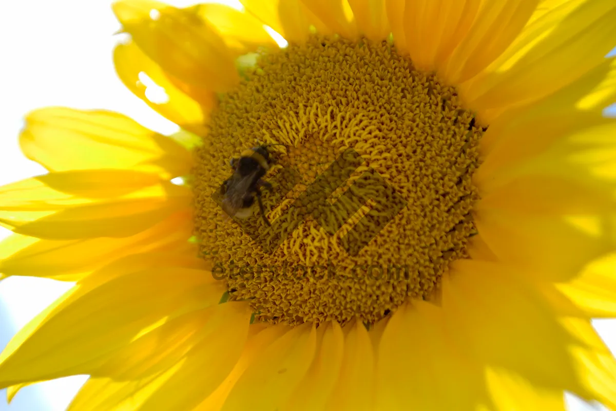 Picture of Vibrant sunflower blossom against a sunny sky