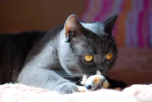 Fluffy gray kitten with adorable whiskers and curious eyes.