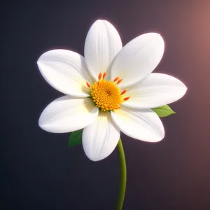 White Daisy Blossom in a Sunny Meadow