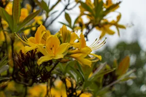 Bright Yellow Sunflower in Garden Bloom