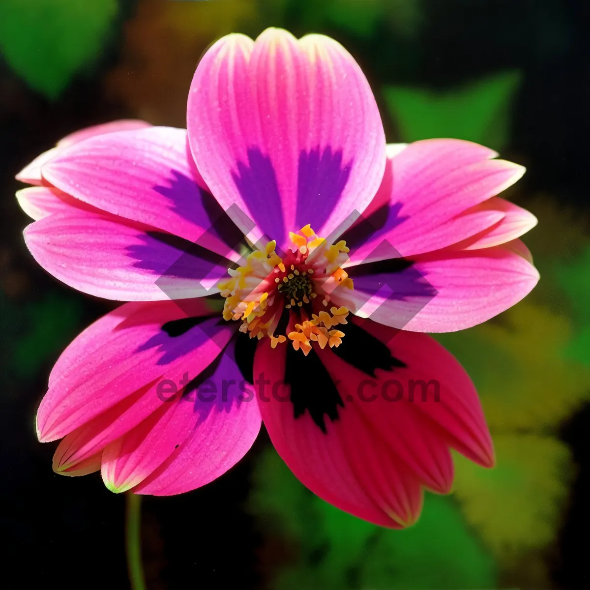 Picture of Blooming pink daisy in a vibrant garden