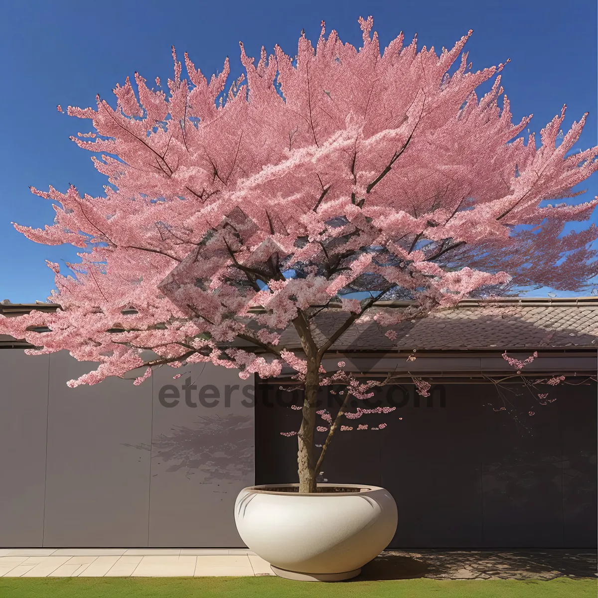 Picture of Majestic Magnolia Framed by Vast Skyline