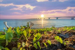 Sunrise with a view from the dike on the Zeeland Bridge in a Dutch sea landscape with wild flowers in the province of Zeeland