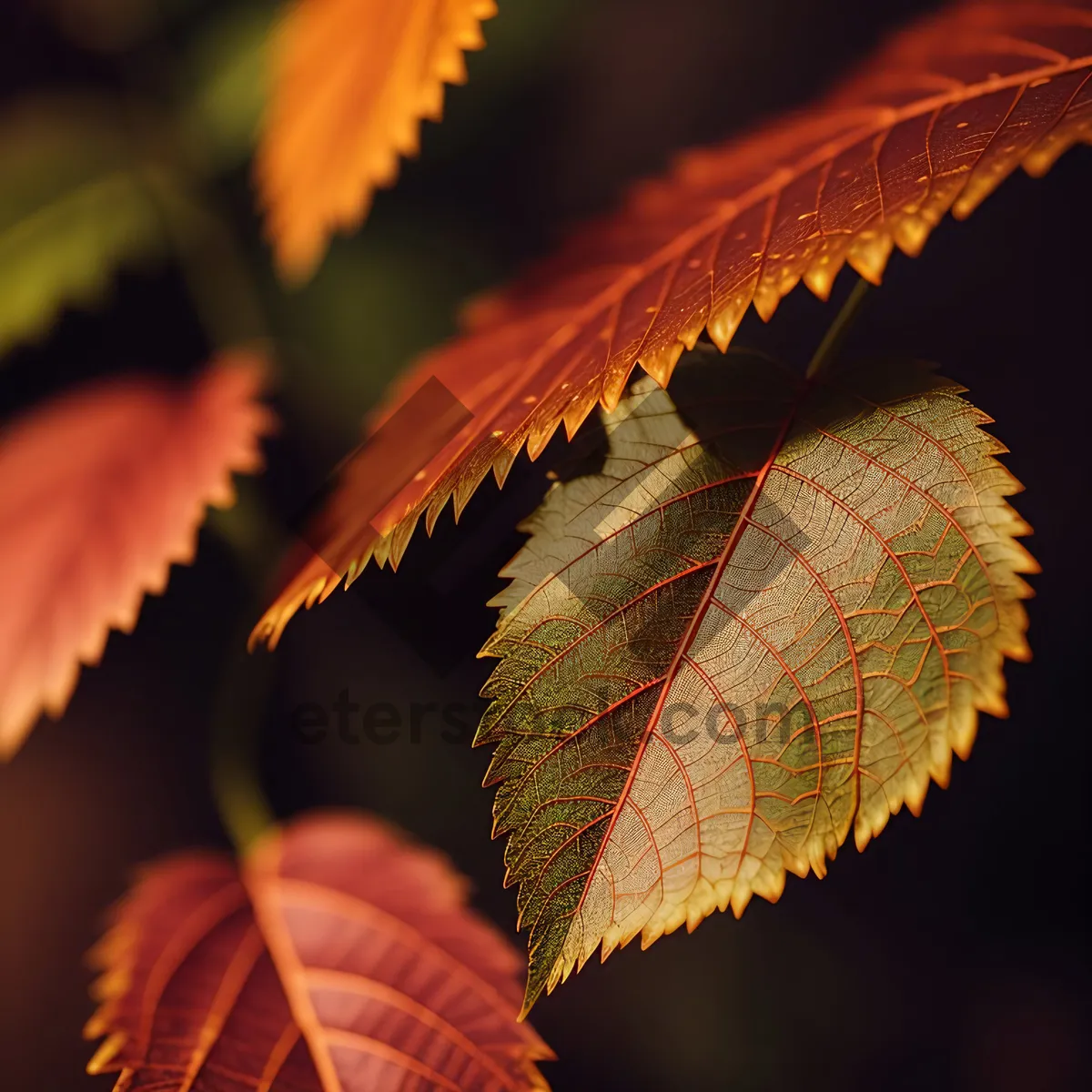 Picture of Golden Fall Foliage: Vibrant Maple Leaves in Autumn