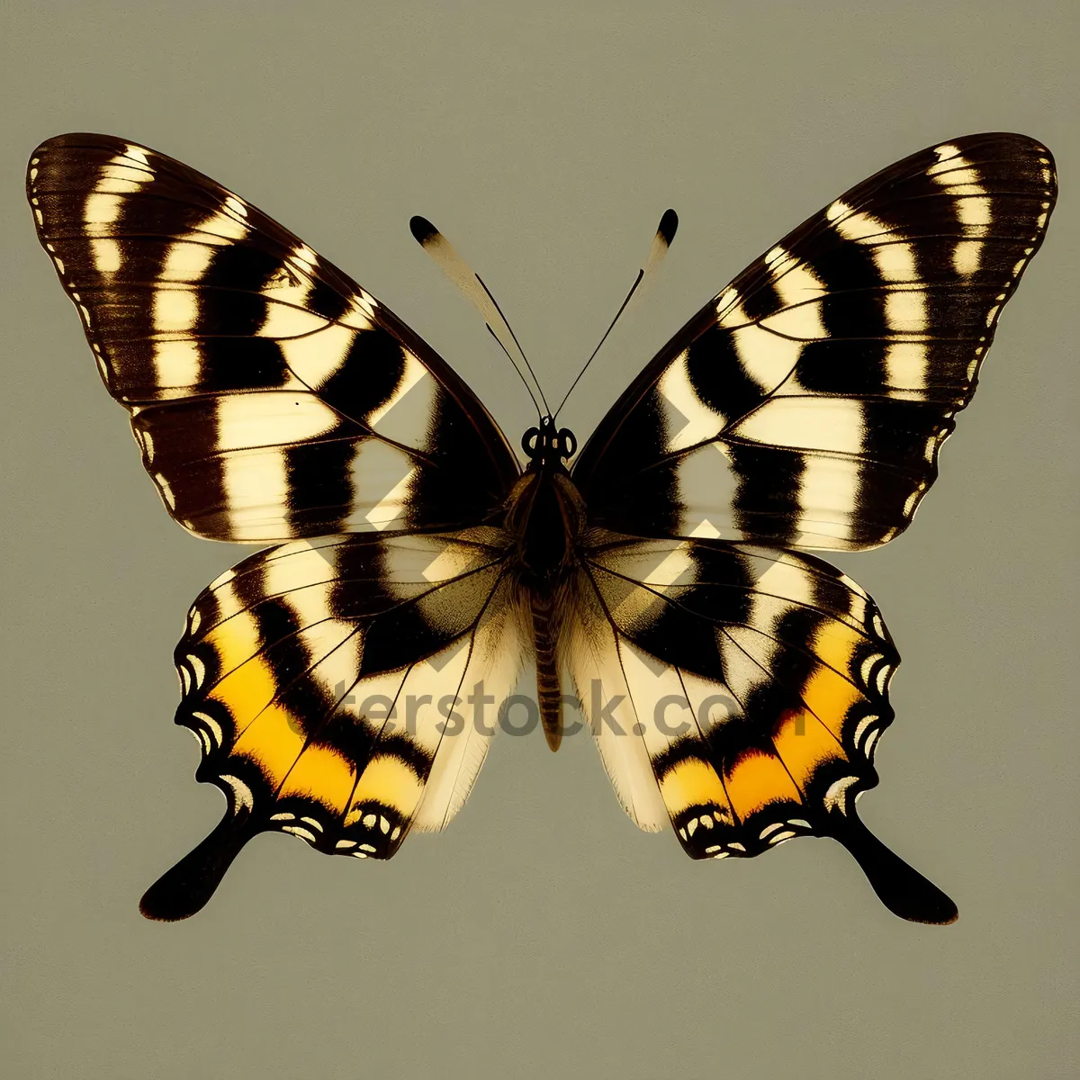 Picture of Colorful Butterfly in Summer Garden