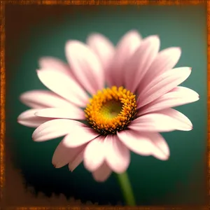 Vibrant Daisy Blooms in Summertime Garden